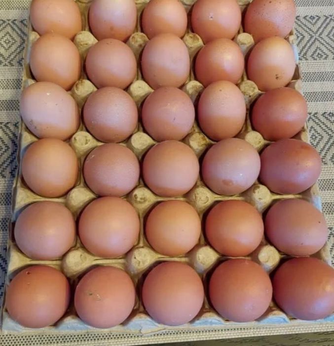 Ouă de Găină și Rațe Leșești