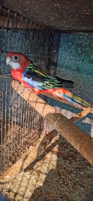 Розелла  гранатовая