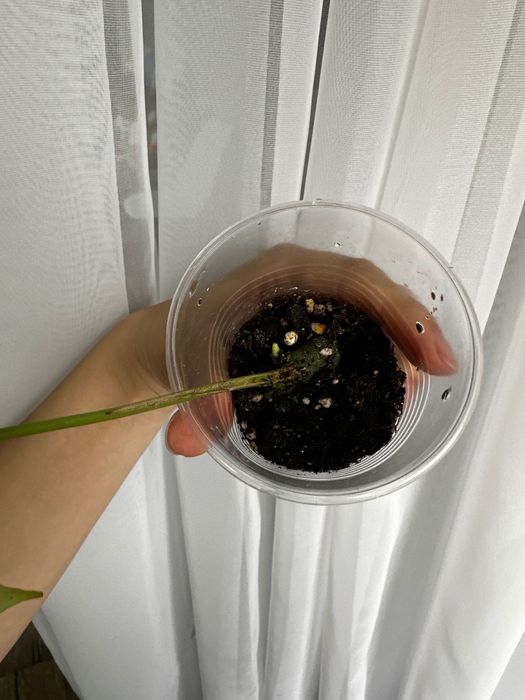 Сингониум Пинк сплэш и Рафидофора