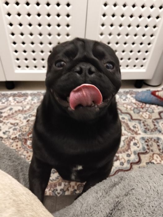 Вязка Мопс по кличке Чудо. 50000