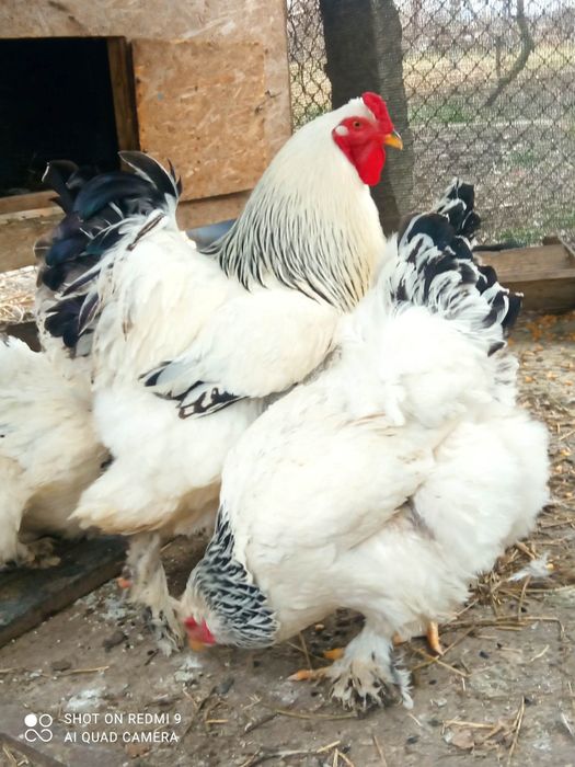 Ouă pentru incubat!