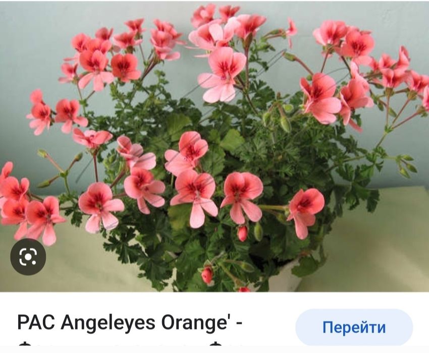Продам комнатные пеларгонии