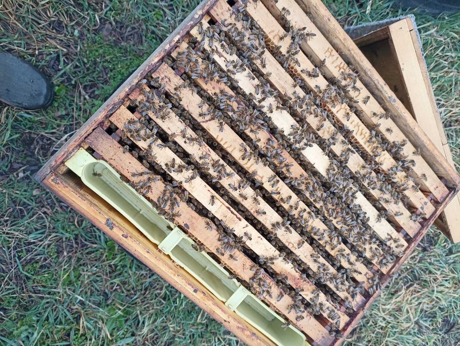 Vând stupină jud Botoșani