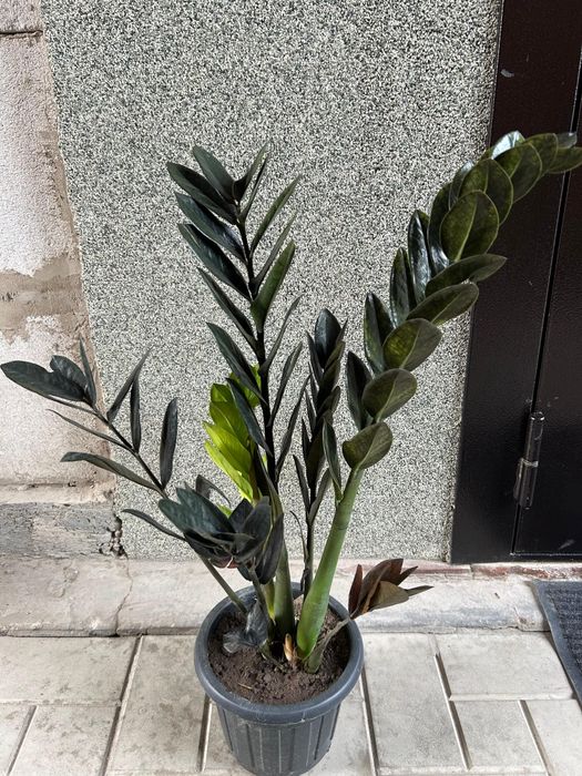 Комнатные  цветы