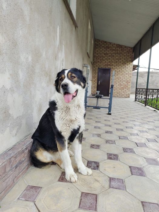 Продается Собака Алабай прививка сделано