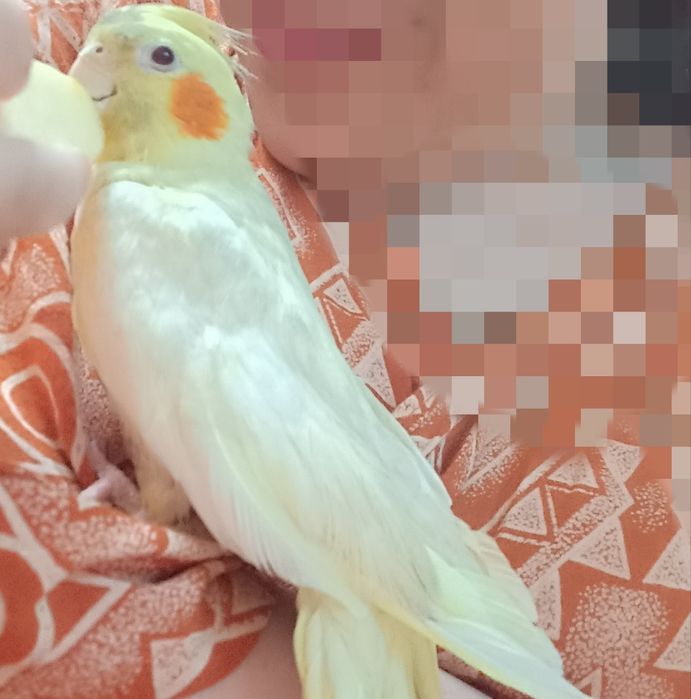 Korella To'tiqushlar