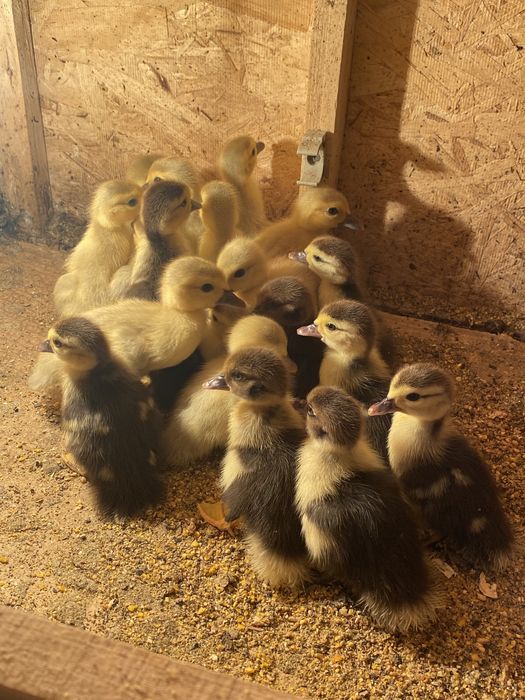 Индоутята индоутки