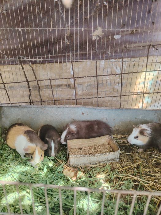 Porcușori de guineea