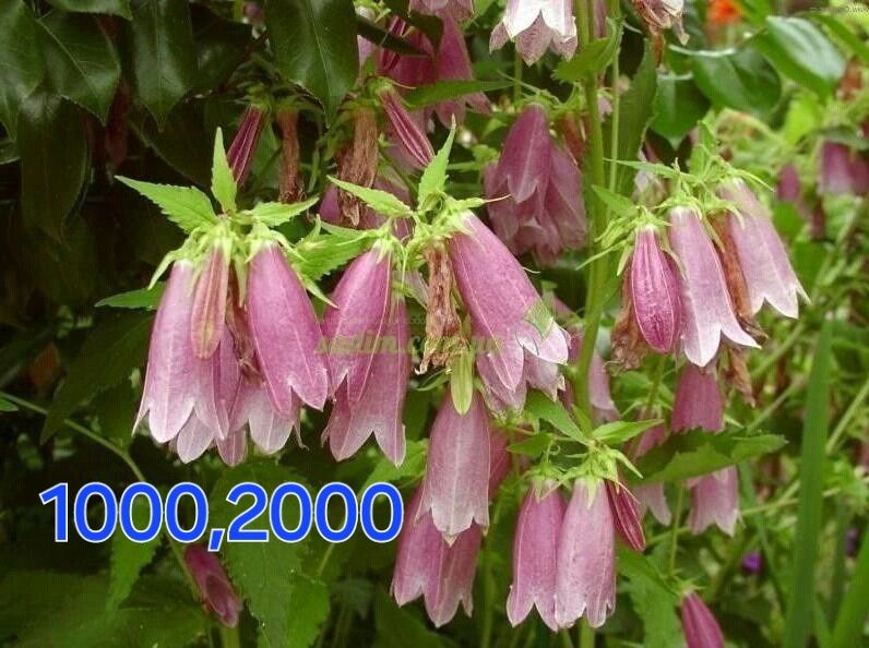 Многолетние цветы