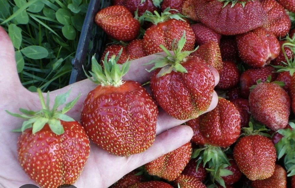 Распродажа!!!Клубника сортовая