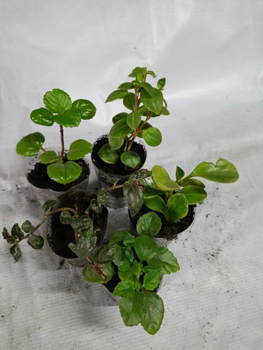 Продам цветы комнатные