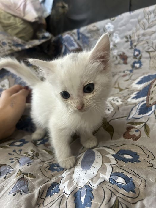 отдам котят в хорошие руки