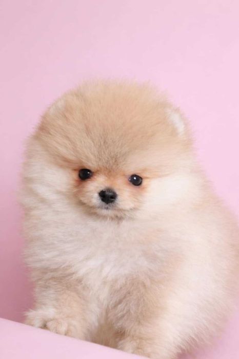 Миниатюрни померани