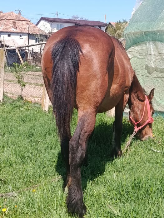 Iapa de vanzare cal castrat de vanzare