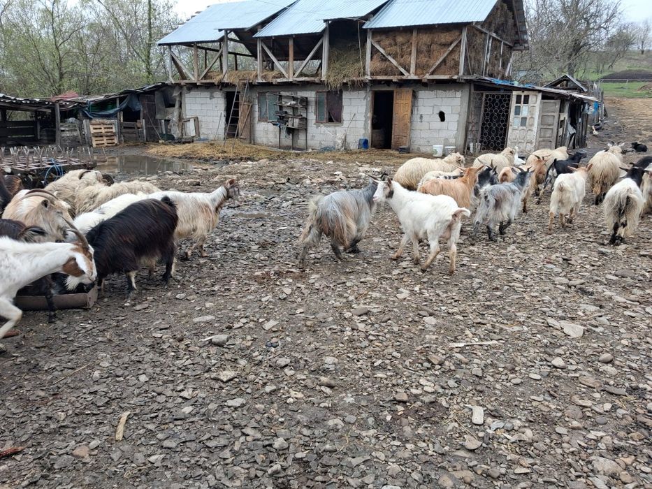 Vând capre cu iezi