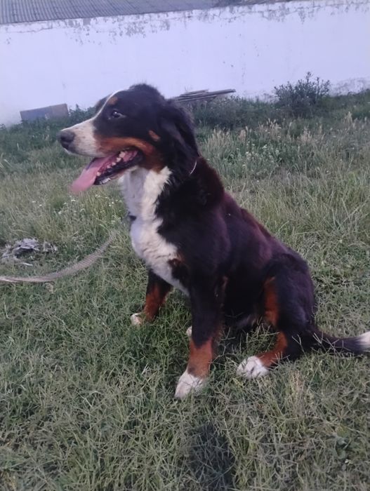 Ciobanesc de berna femela