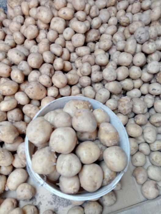 Картошка картофель