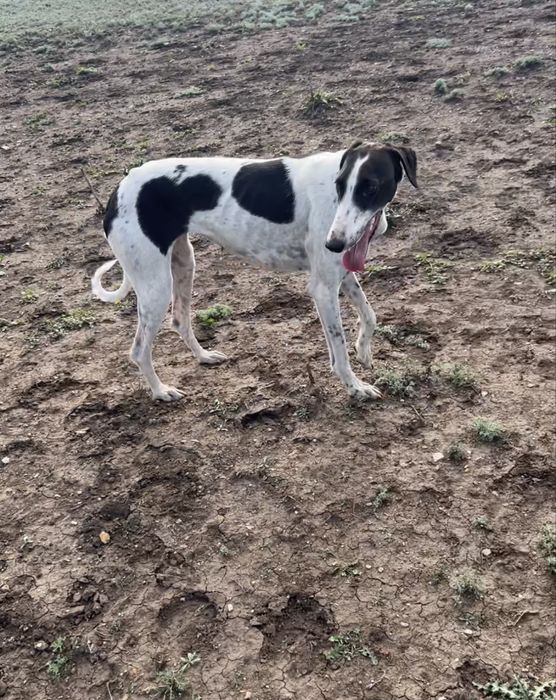 Кушиктер сатлады