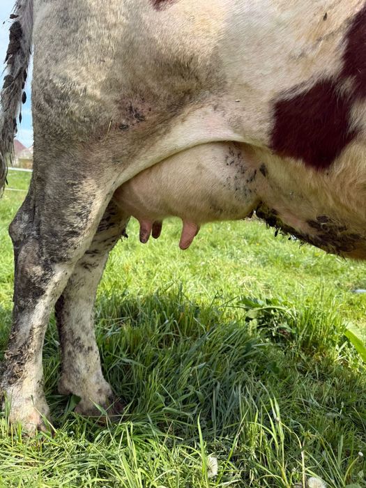 Vand vaca mare de 4 pe 5 ani cu 30 litri lapte