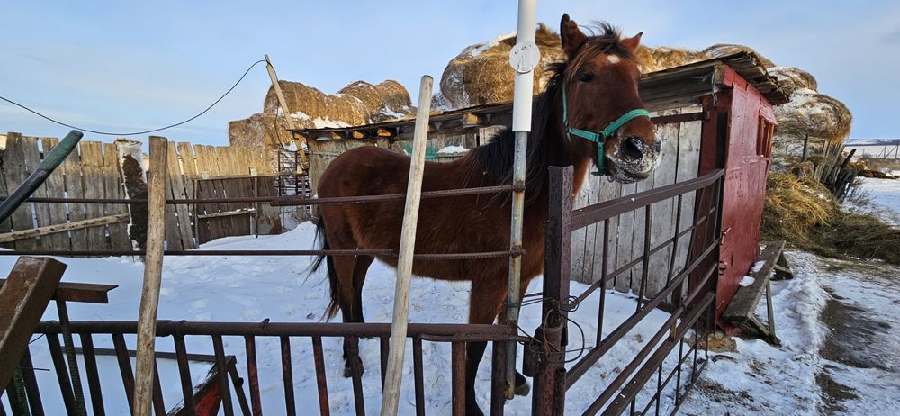 Продам кобылу, жеребую