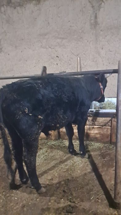 Бычок бұқа бычок