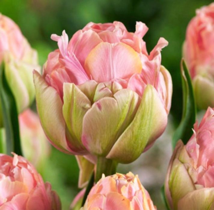 Тюльпаны к 8 марта пред заказ