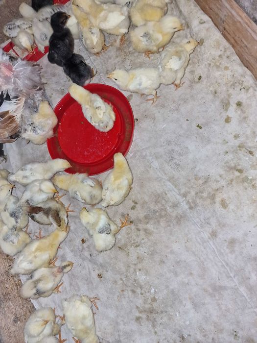 Pui de rasă comună