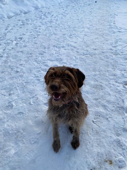 Пропала собака г.Алматы