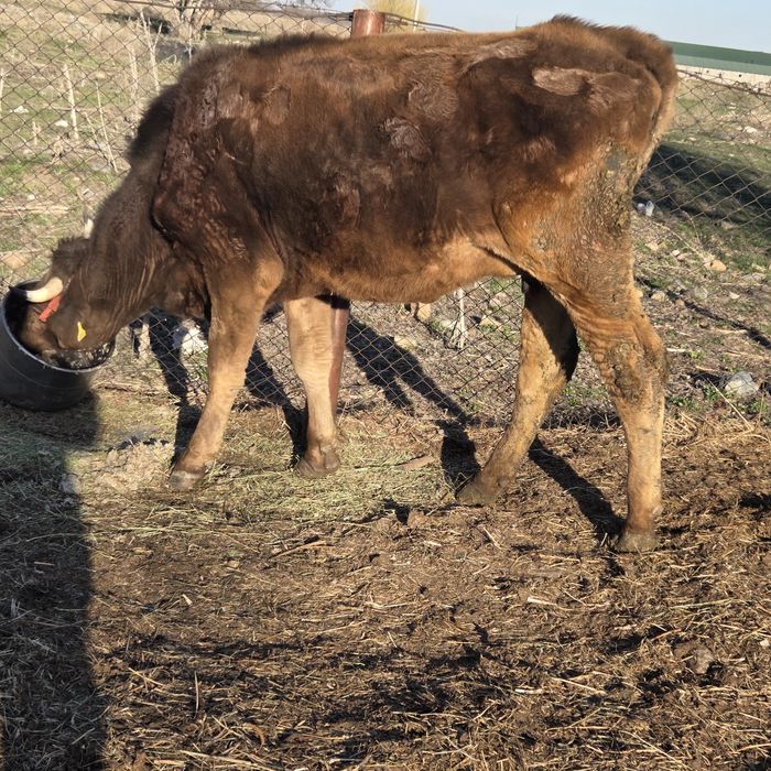 Каровы,сыиыр таинша