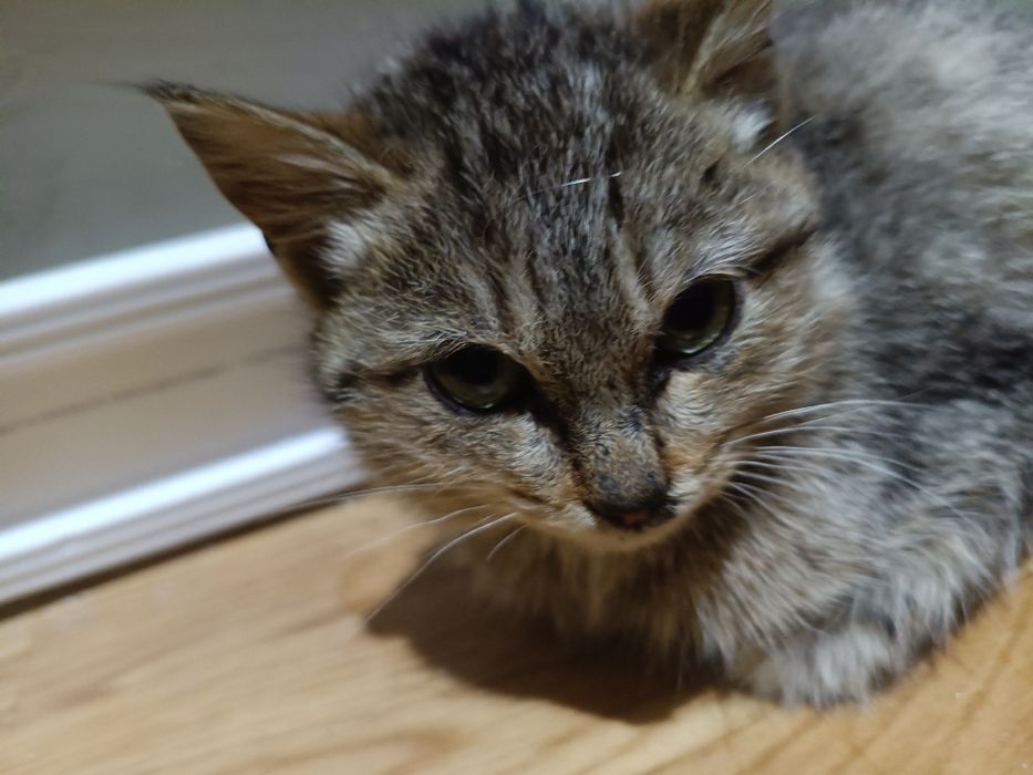 Котенок в добрые руки