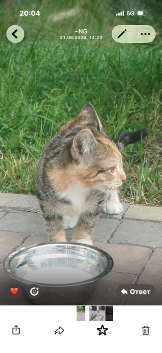 Котенок в добрые руки