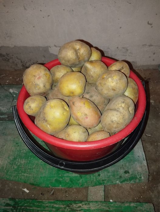 Продам домашнюю картошку