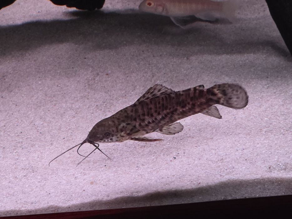 Сомики Таракатум 2шт.