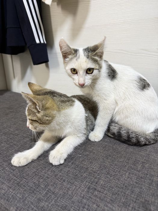 Котята