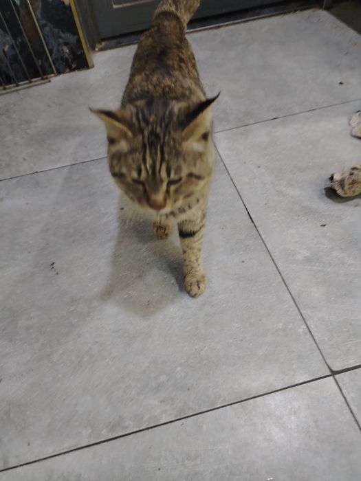 Uy mushugi urushqomas