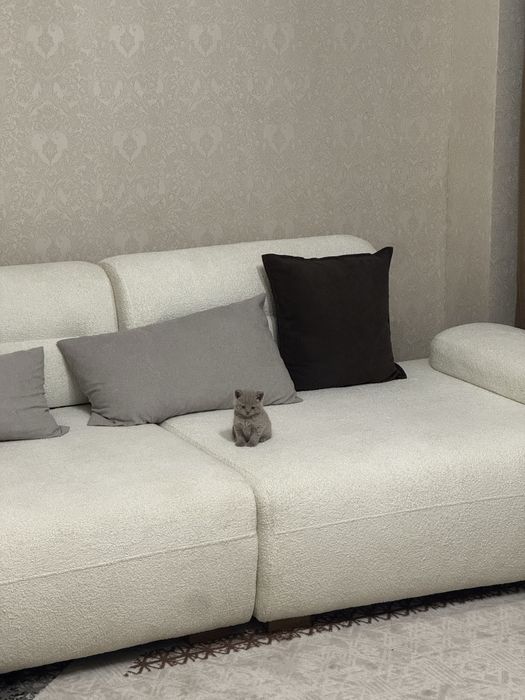 Британка котенок