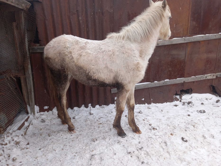 жеребчик с откорма