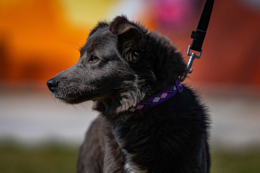 Собака (2 года) в добрые руки