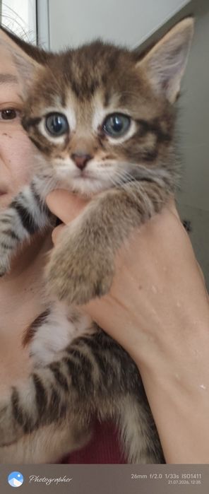 Девочка котенок Мия