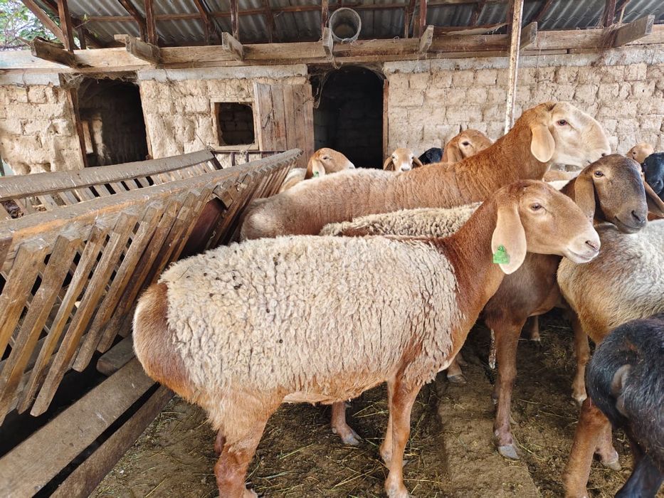 Продаются бараны!