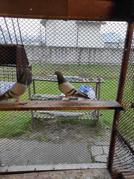 Porumbei voiajori, maraton extrem, pentru matca