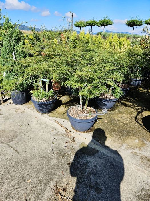 Vând arțar japonez