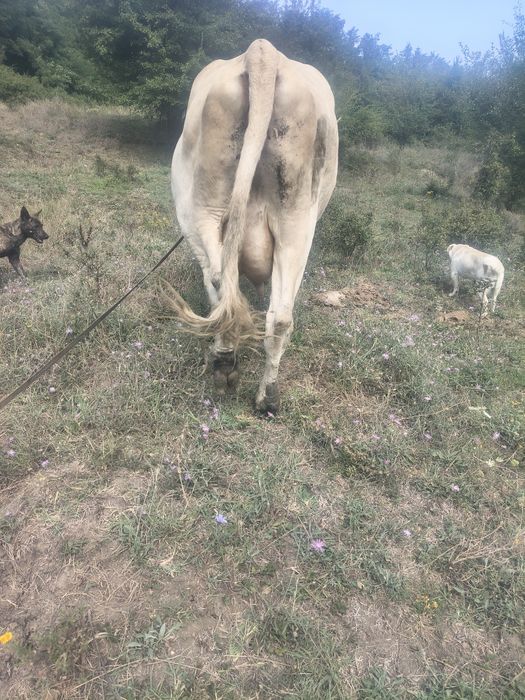Vaci, caută o casa nouă