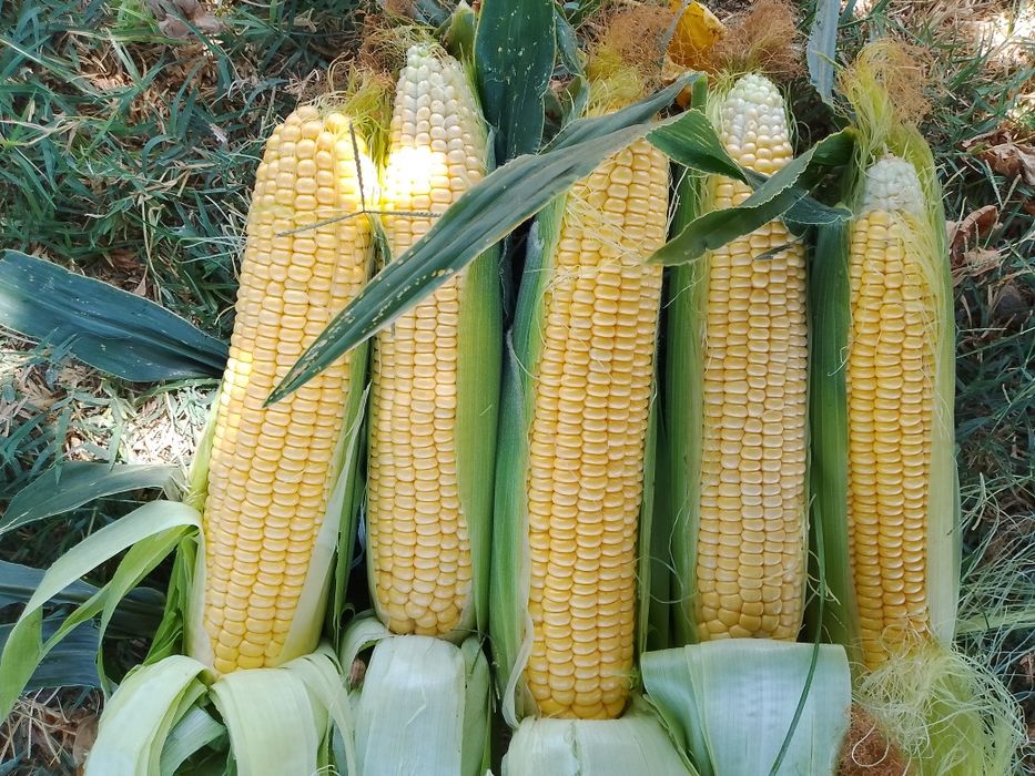 Shirin Makka joʻxori