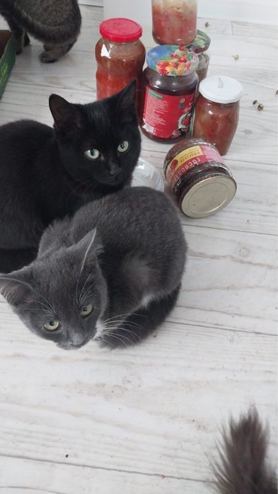 Отдам котят в добрые руки