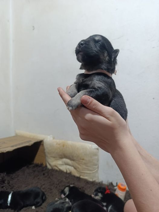 Красивые и классные щенки