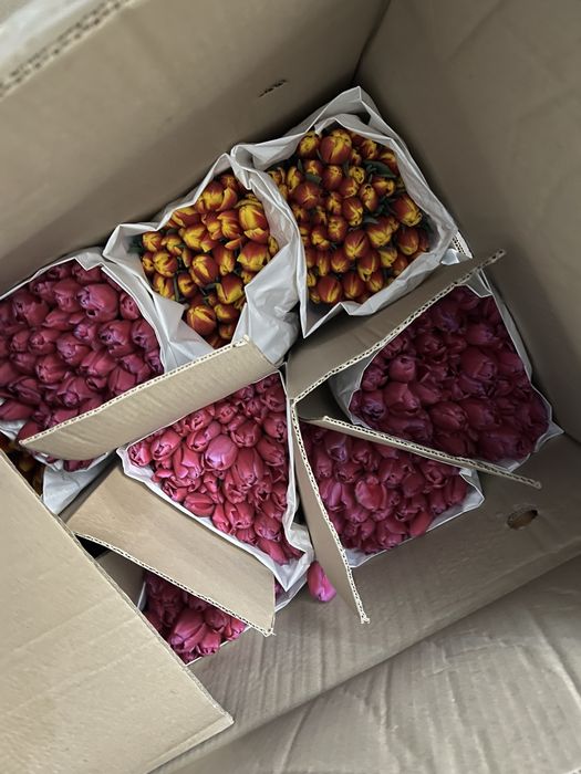 Оптом тюльпаны Астана