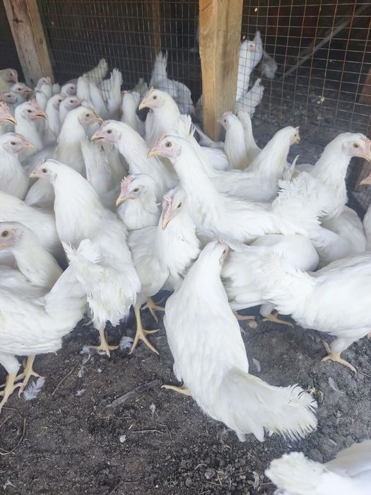 В продаже молодые курочки несушки