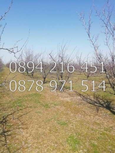 КОДг 17149. Овощна градина  8200м2, засята със сини сливи сорт Стенлей