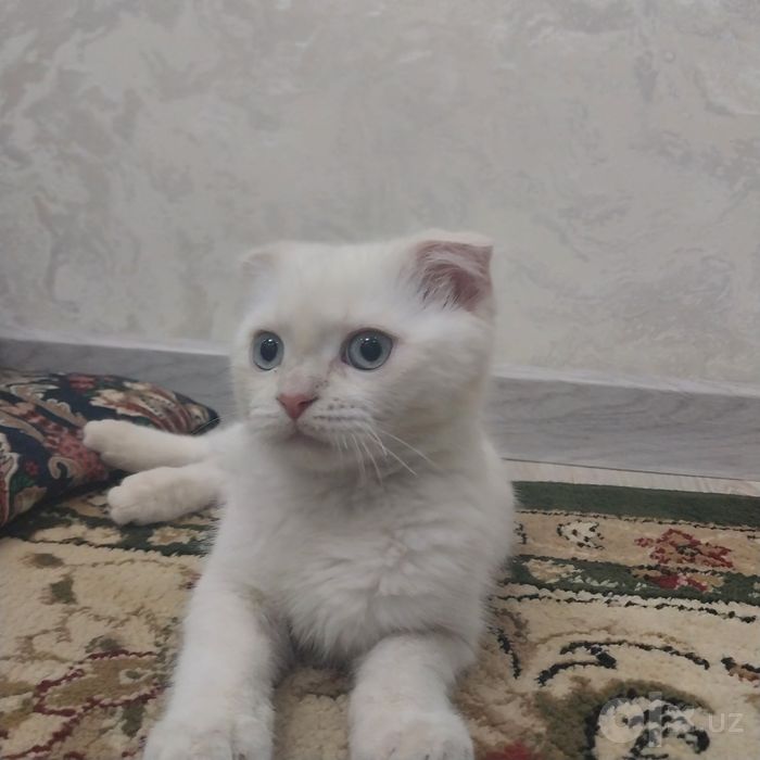 Mushuk sotiladi domashni 1mln yana kelishamjz
